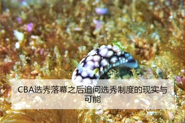 CBA选秀落幕之后追问选秀制度的现实与可能